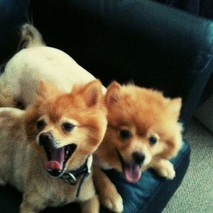 Meet your Posher, Sarafina